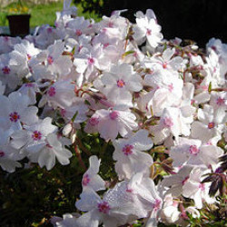 Phlox Subulata Pharao Red Eye