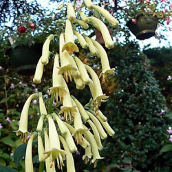 Phygelius Fuchsia du cap Crème