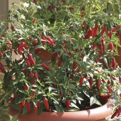 Piment Apache F1