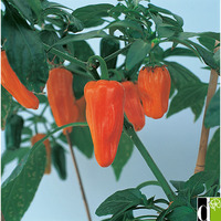 Piment Cheyenne