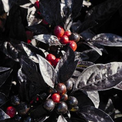 Piment Ornemental Black Pearl