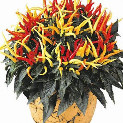 Piment Ornemental Medusa