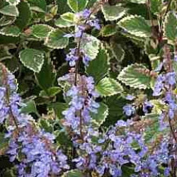 Plectranthus Bleu Spires
