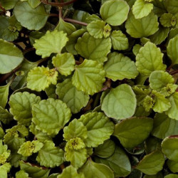Plectranthus Coléoides Two Tones