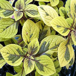 Plectranthus Aurée Marginatus Sasha