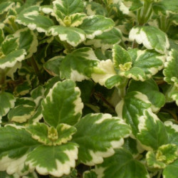 Plectranthus Variégata
