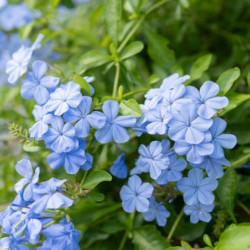 Plumbago