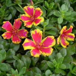 Portulaca Duet Rose