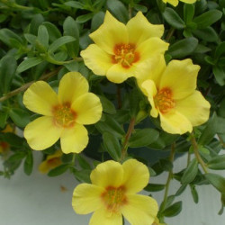 Portulaca Jaune