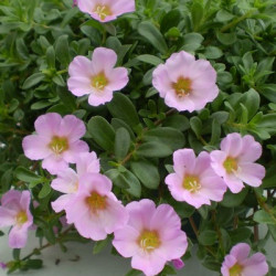 Portulaca Mauve