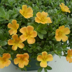 Portulaca Orange