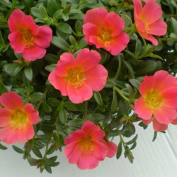Portulaca Rouge