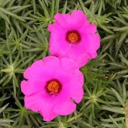 Portulaca Samba