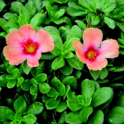 Portulaca Saumon