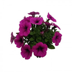 Potunia Varié