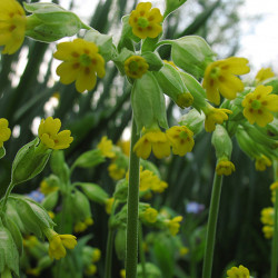 Primula Officinale (coucou)