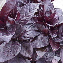 Pseuderanthemum Rubrum
