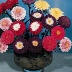 Reine Marguerite Pompon Demi-Haute