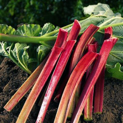 Rhubarbe