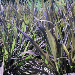 Riz d'ornement Black Madras