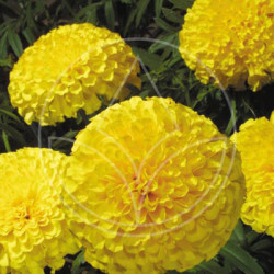 Rose d'Inde Gold Coins Jaune