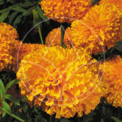 Rose d'Inde Gold Coins Orange