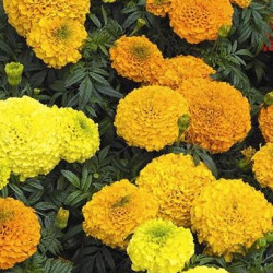 Rose d'Inde Perfection Orange