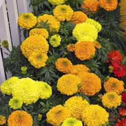 Rose d'Inde Perfection Yellow