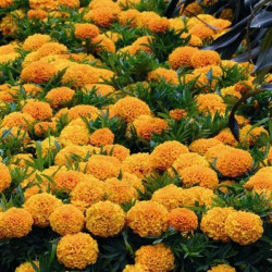 Rose d'Inde Taishan Orange
