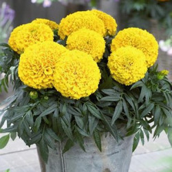 Rose d'Inde Taishan Yellow