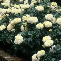 Rose d'Inde Vanille Crème