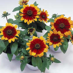 Rudbeckia Becky Cinnamon Bicolor