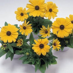 Rudbeckia Becky Jaune
