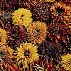 Rudbeckia Cherockee Sunset Mélange