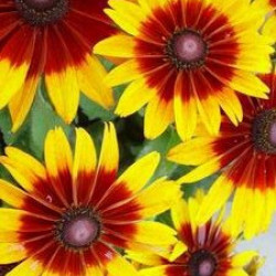 Rudbeckia Cordoba