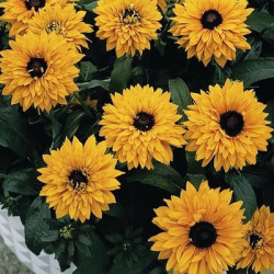 Rudbeckia Goldilocks