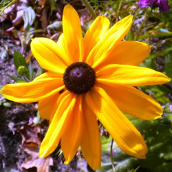 Rudbeckia Marmelade