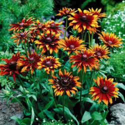 Rudbeckia Moreno