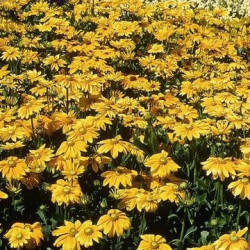 Rudbeckia Prairie Sun