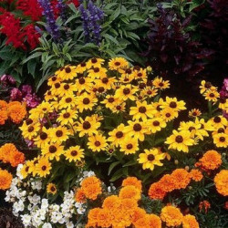 Rudbeckia Toto Jaune Citron
