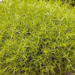 Sagine Subulata Lime Moss