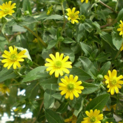 Sanvitalia Sunny Star