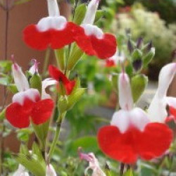 Sauge Grahamii Hot Lips