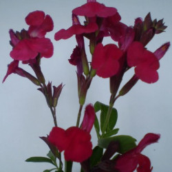 Sauge Greggi Forman Red