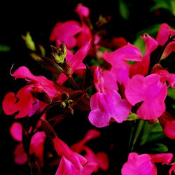 Sauge Greggi Rose Intense
