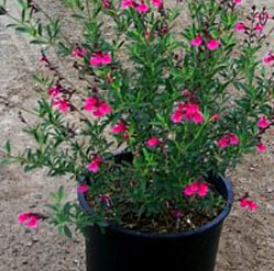 Sauge Greggi Rose