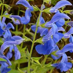 Sauge Patens Bleu Gentiane