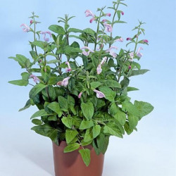 Sauge Patens Patio Pink