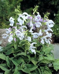 Sauge Patens Patio White