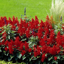 Sauge Splendens Carabinière Rouge